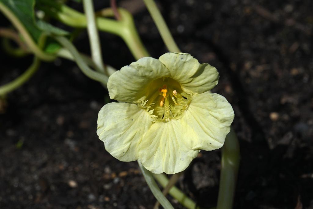 3035-05268655 Tower Hill Botanic Garden, MA.JPG - Garden Nasturtium. New England Botanic Garden at Tower Hill, MA, 5-26-2025